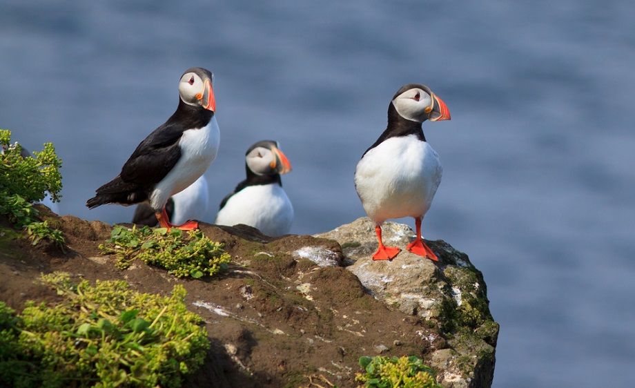 Grímsey, egy izlandi ékszerdoboz