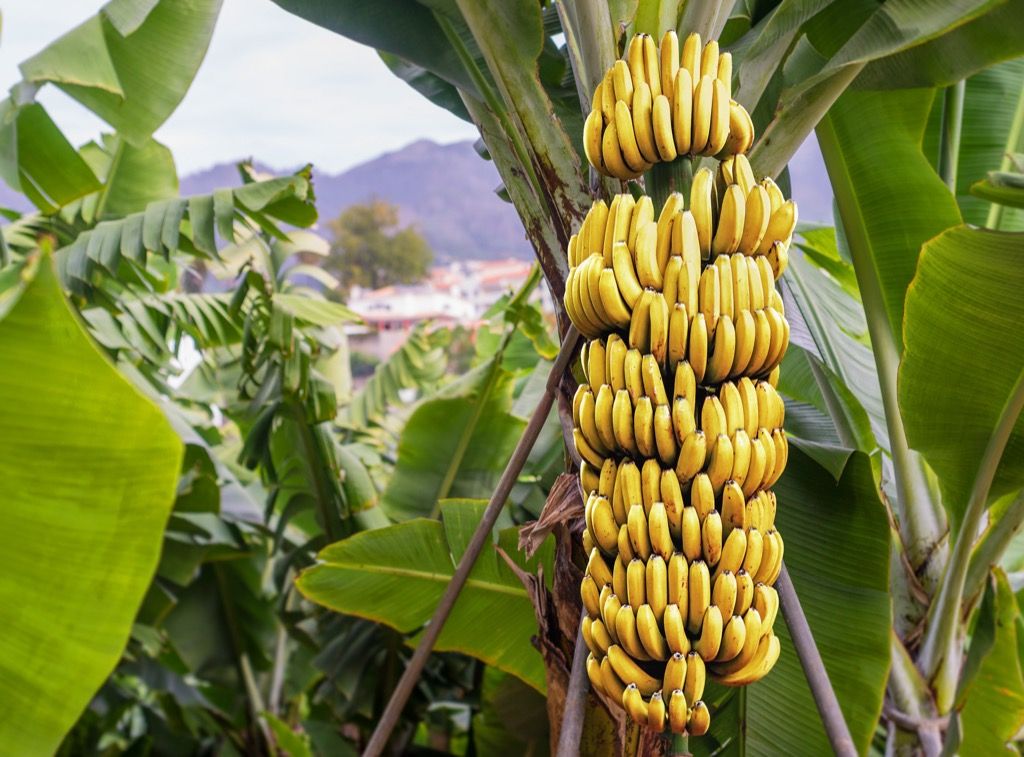 Madeira - Rota Banana