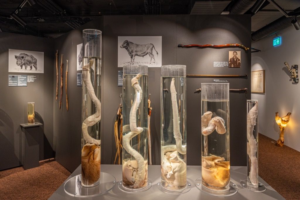 Reykjavík különleges látványossága az Icelandic Phallological Museum