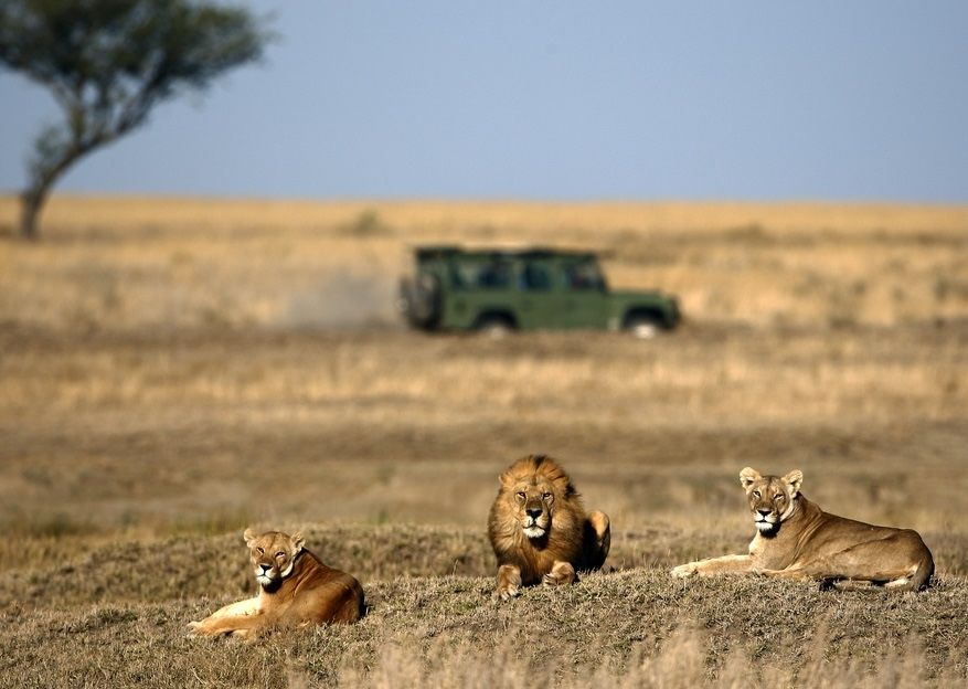 Szafari Tanzániában – gnúk, oroszlánok és elefántcsordák nyomában