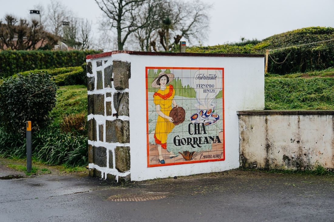 Európa utolsó teaültetvényei, ahonnan még Japánba is szállítottak