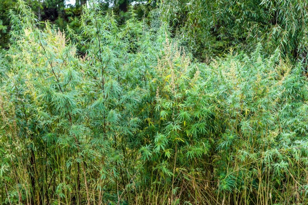 Bhután őshonos növénye a kannabisz