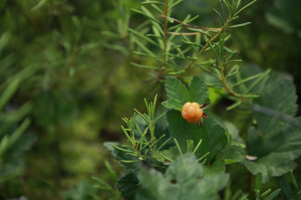 Cloudberry bokor