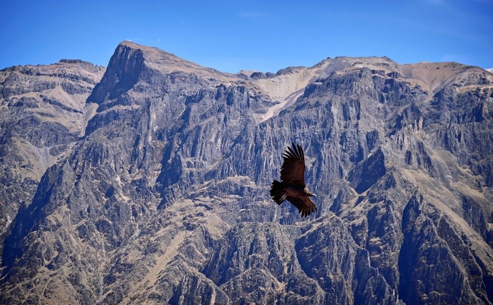 A Colca-kanyonban kondorkeselyű repül. Ez az egyik legszebb túra Peruban.