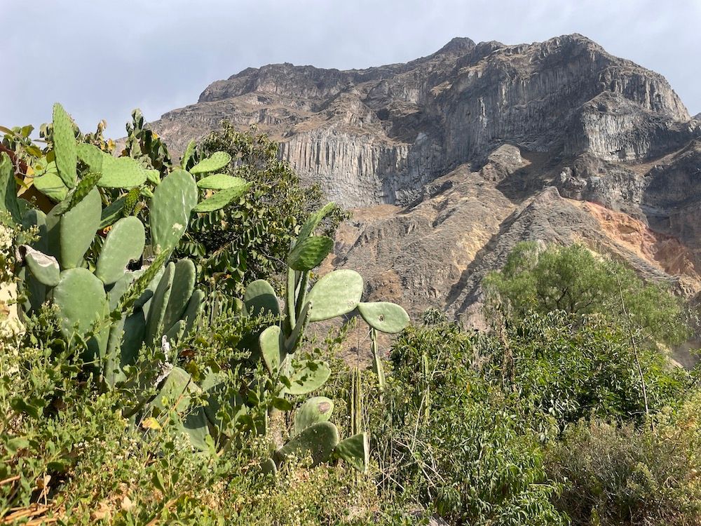 A Colca-kanyon növényei Peruban
