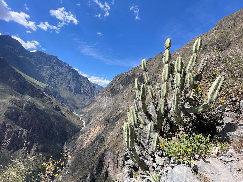 Colca-kanyon. Peru