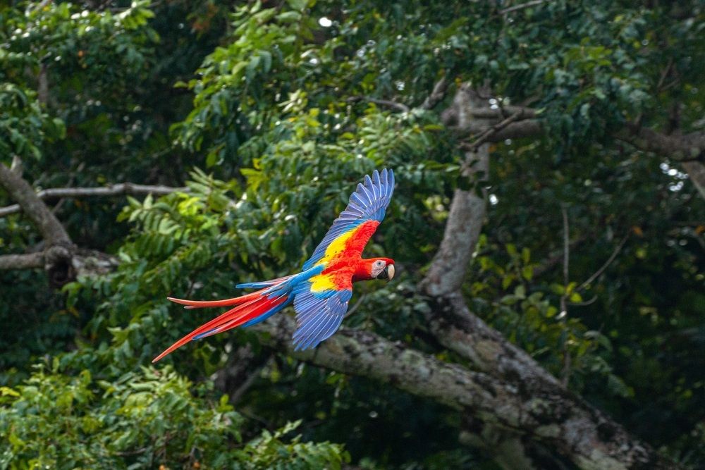 Arapapagáj repül Costa Rica erdőjében
