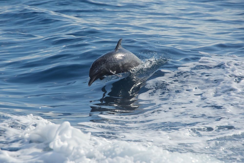 Vízből kiugró delfin Costa Ricán