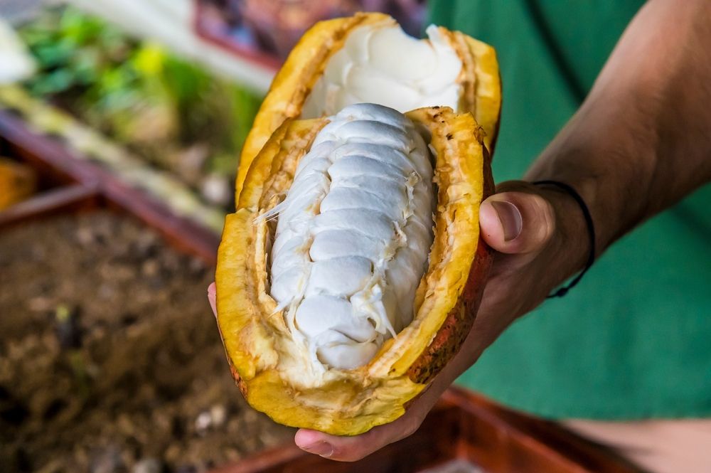 Hatalmas kakaóbab, Costa Rica őslakos gasztronómia alapja