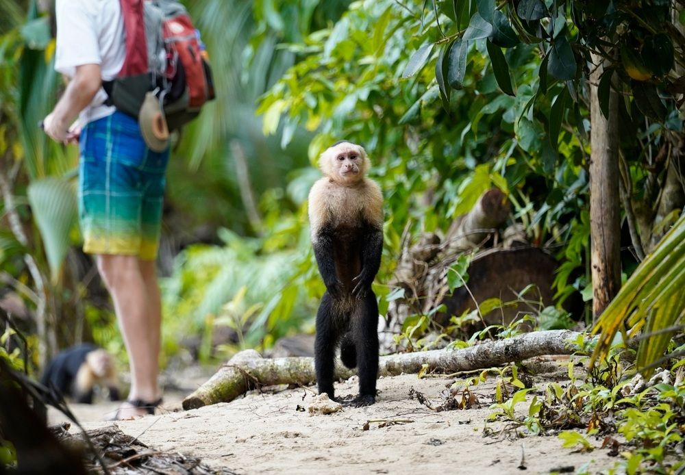 Kapucinus majon Costa Rica természet