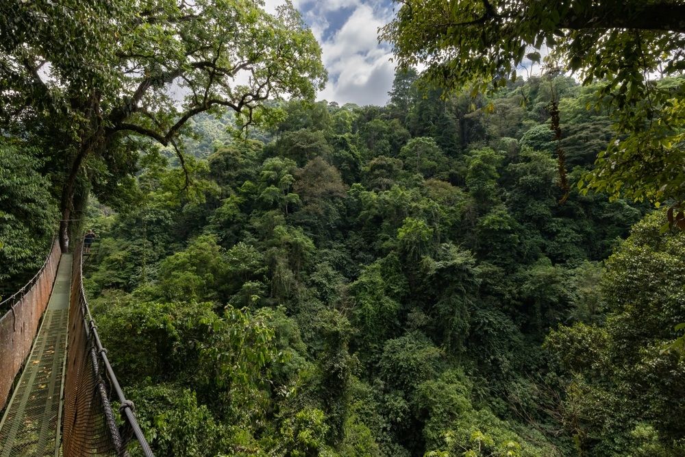 Rainmaker Conservation Park függőhídja
