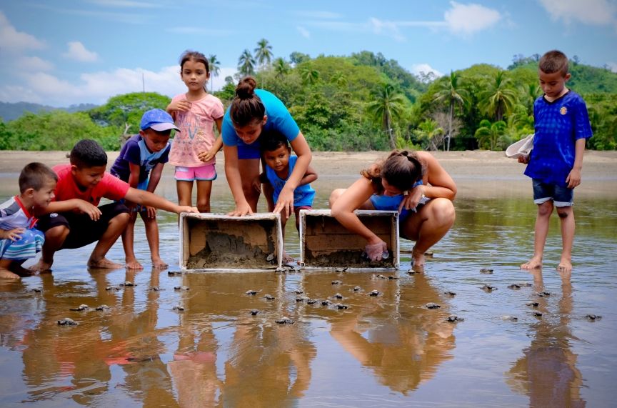 Costa Rica partján A teknősmentés vezetője helyi gyerekekkel együtt elengedi a frissen kikelt teknősöket a tengerparton