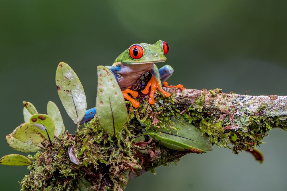 Costa Rica levelibéka