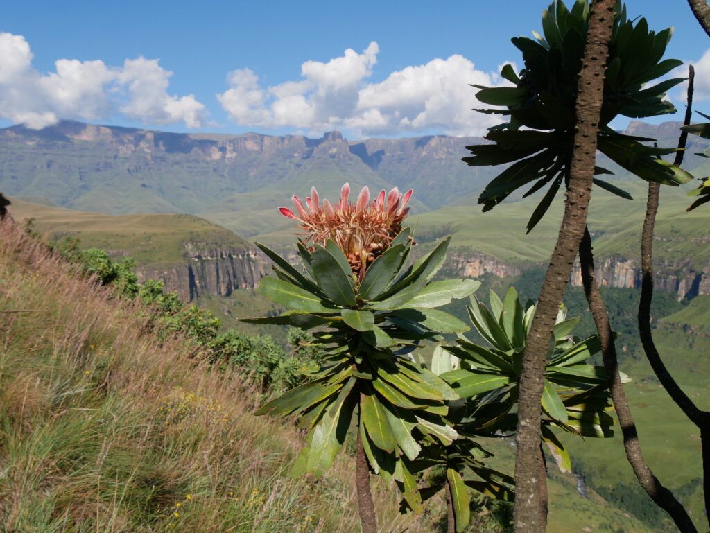 Drakensberg