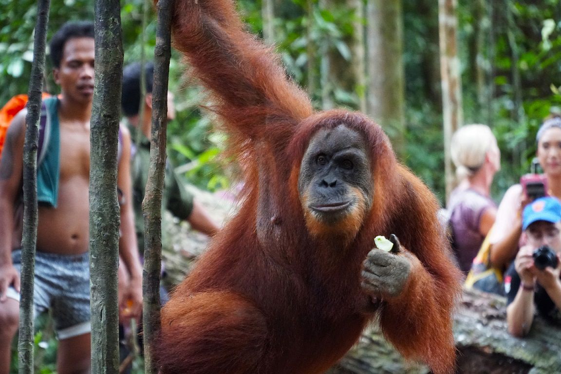 Orangután szumátrai dzsungelben
