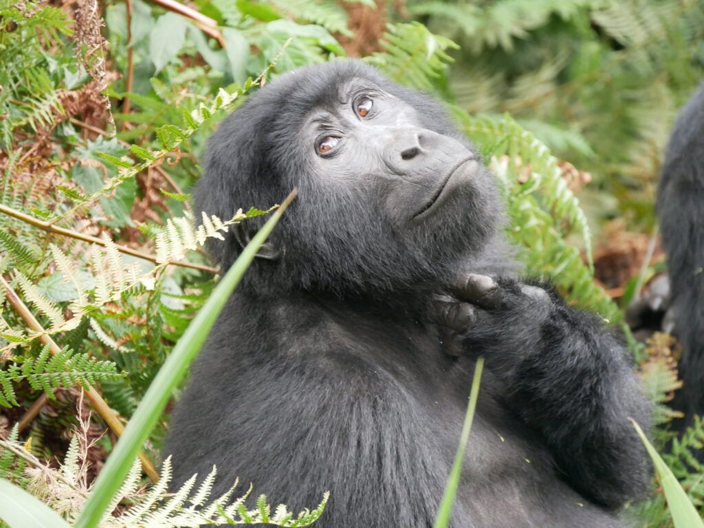 Uganda hegyi gorillái közelről