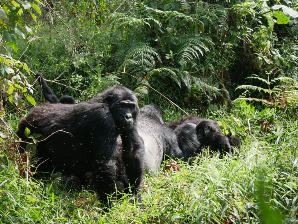 Uganda hegyi gorillái