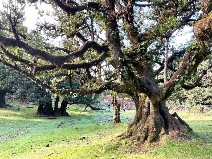 Madeira túra. Sárkányvérfák a Szent Lőrinc félszigeten.