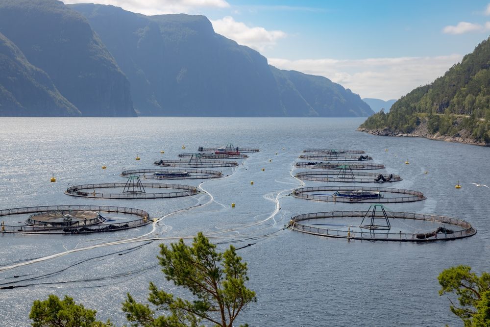 Lazacfarm Norvégiában, innen indul sok sushi alapanyaga