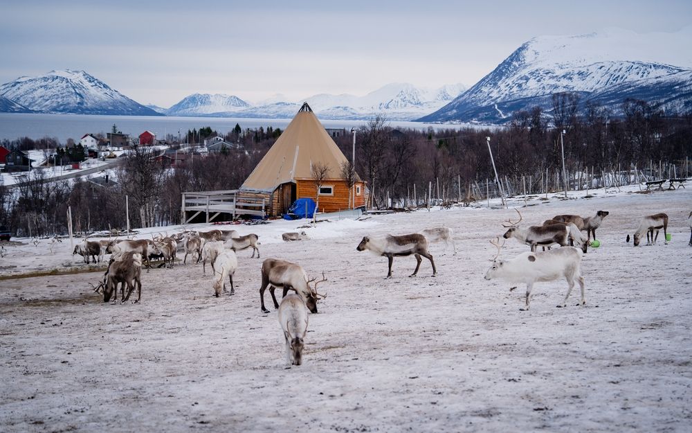 rénszarvasok télen