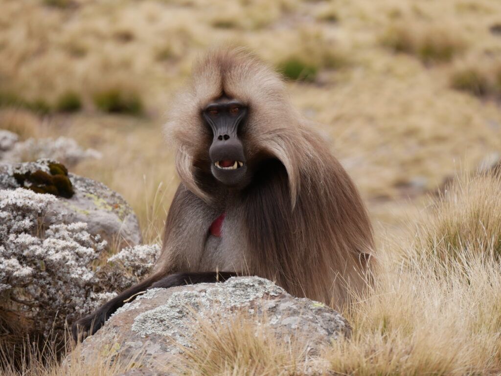 Gelada pávián a Simien hegységben